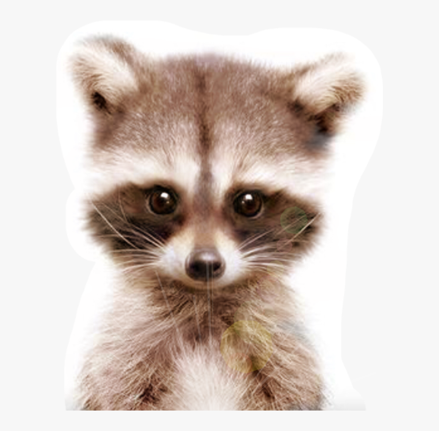 #racoon #freetoedit - Racoon Png, Transparent Png, Free Download