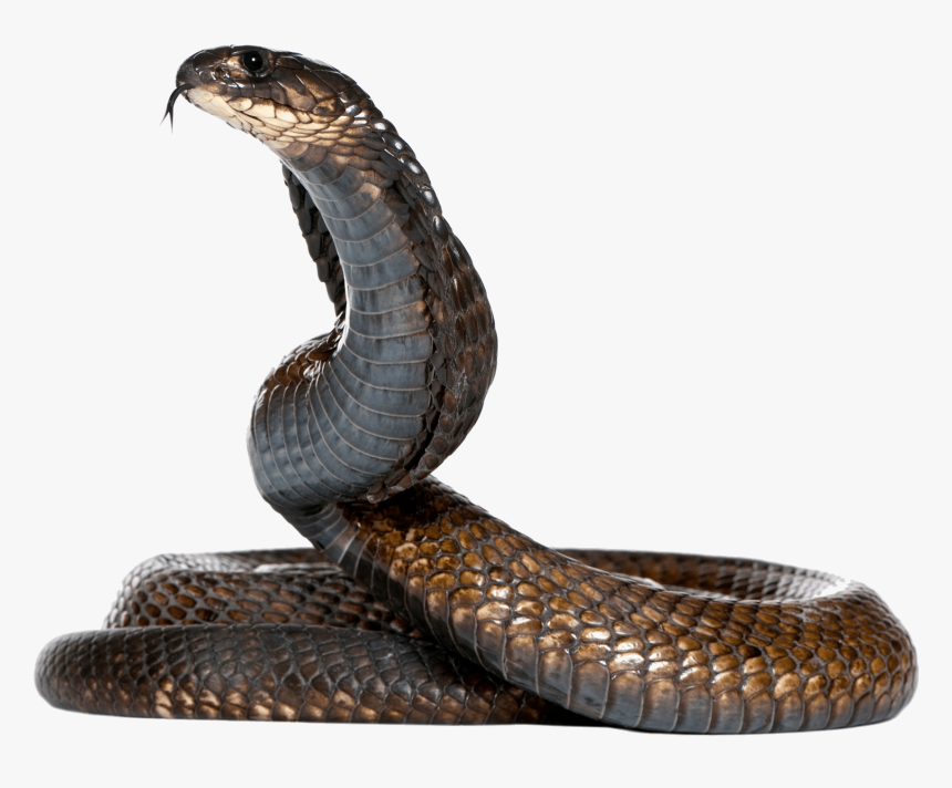 Cobra Png - Snake Png, Transparent Png - kindpng