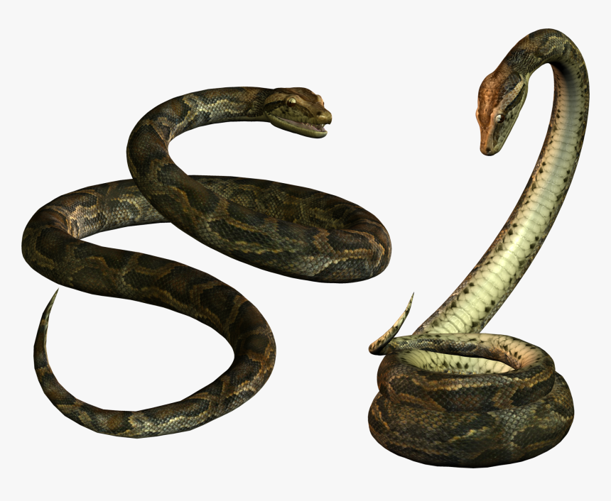 Titanoboa Snake Png Image - Transparent Background Snake Png, Png Download, Free Download