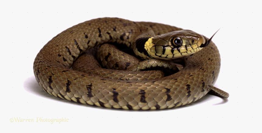 Diamondback Snake Png Picture, Transparent Png, Free Download