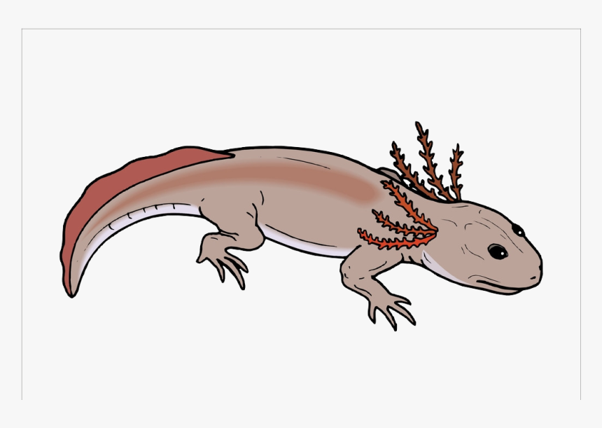 Salamander Chinese Fire Belly Newt Lizard Axolotl - Branchiosaurus, HD Png Download, Free Download