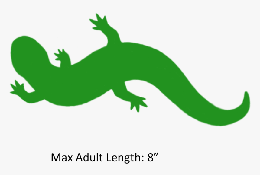 Reptile Clipart Salamander - Slimy Salamander Clip Art, HD Png Download, Free Download