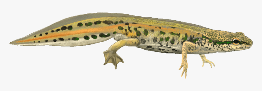 Newt Flat Tail, HD Png Download, Free Download