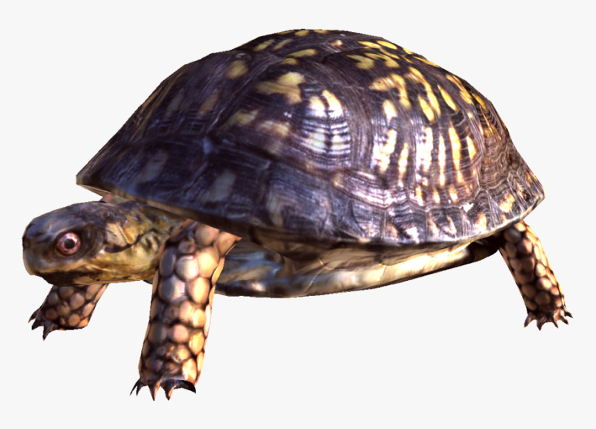 Common Snapping Turtle - Turtle Png, Transparent Png, Free Download