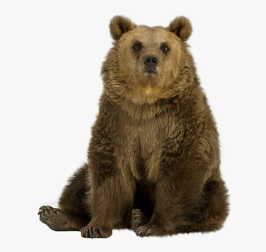 Brown Bear Png - Bear Sitting Png, Transparent Png, Free Download