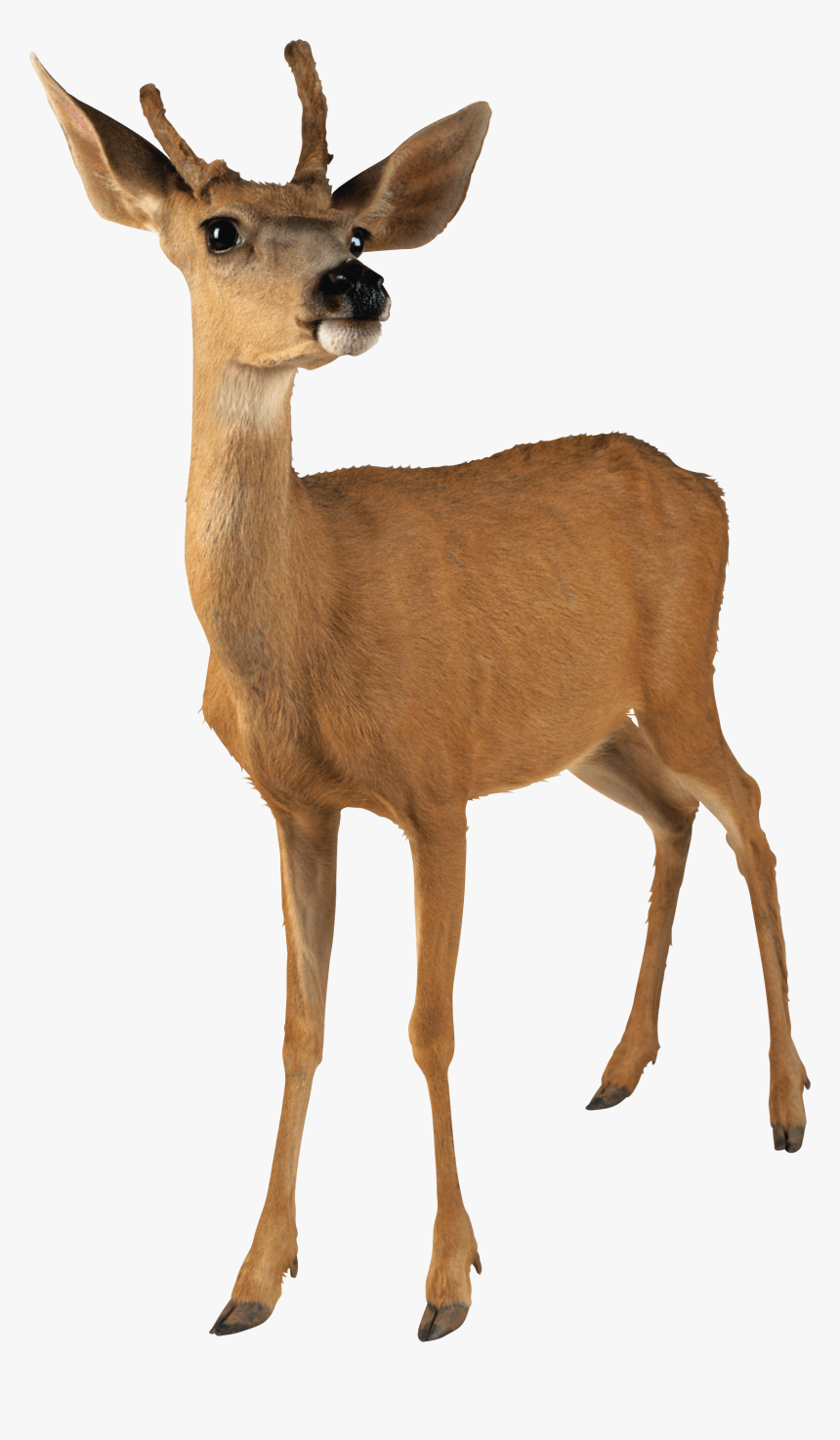 Clip Art Deer Png For - Deer Transparent Png, Png Download, Free Download