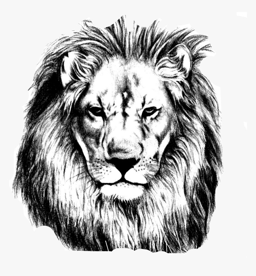 Download Sketch Lions Head Transprent Png Realistic Lion Face Drawing Transparent Png Kindpng