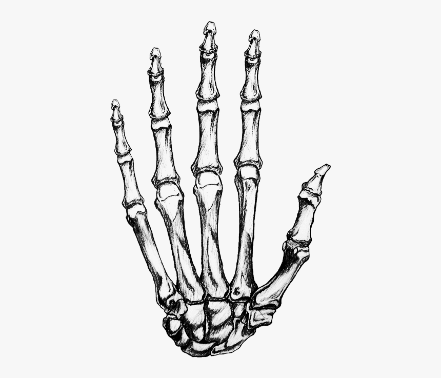 Bone Hand Png - Transparent Skeleton Hand Png, Png Download - kindpng