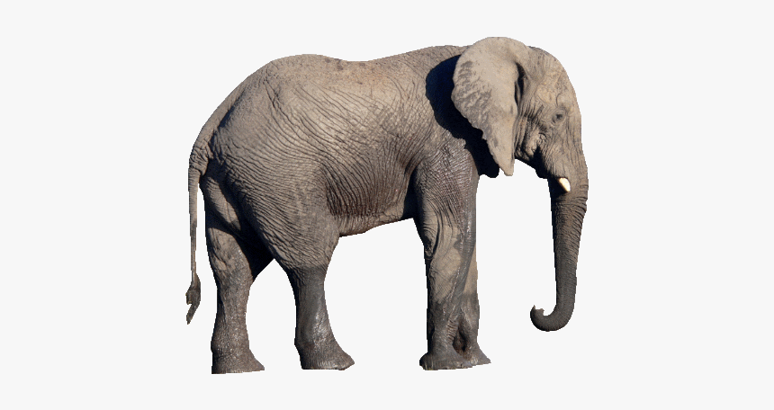 Download Free Elephant Png Transparent Images Transparent - Elephant Png, Png Download, Free Download