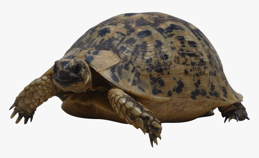 Turtle - Turtle Png, Transparent Png, Free Download