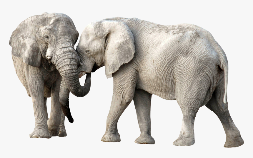 Elephants Png, Transparent Png, Free Download