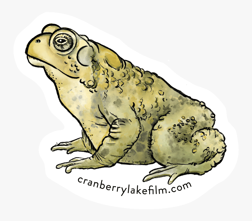 Cranberrylake Sticker Toad - Colorado River Toad, HD Png Download, Free Download