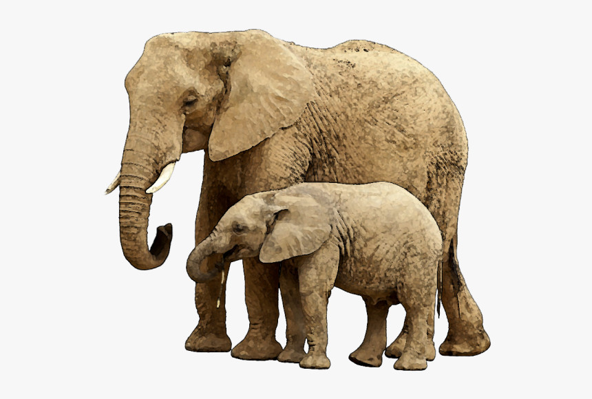 Baby Elephant Png Image With Transparent Background - Elephant And Baby Elephant Png, Png Download, Free Download