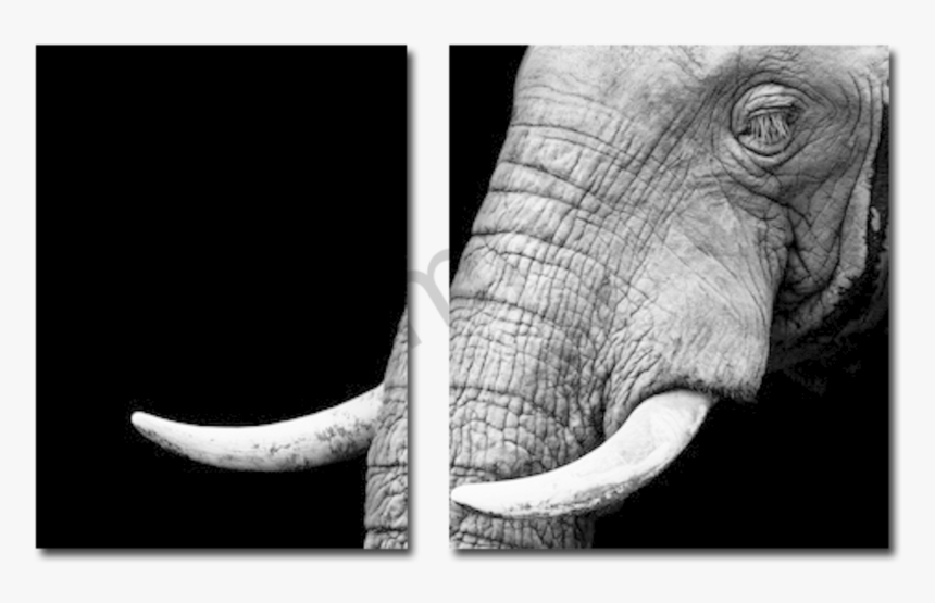 Elephant Png Example Drop Shadow - Éléphants Noir Et Blanc, Transparent Png, Free Download