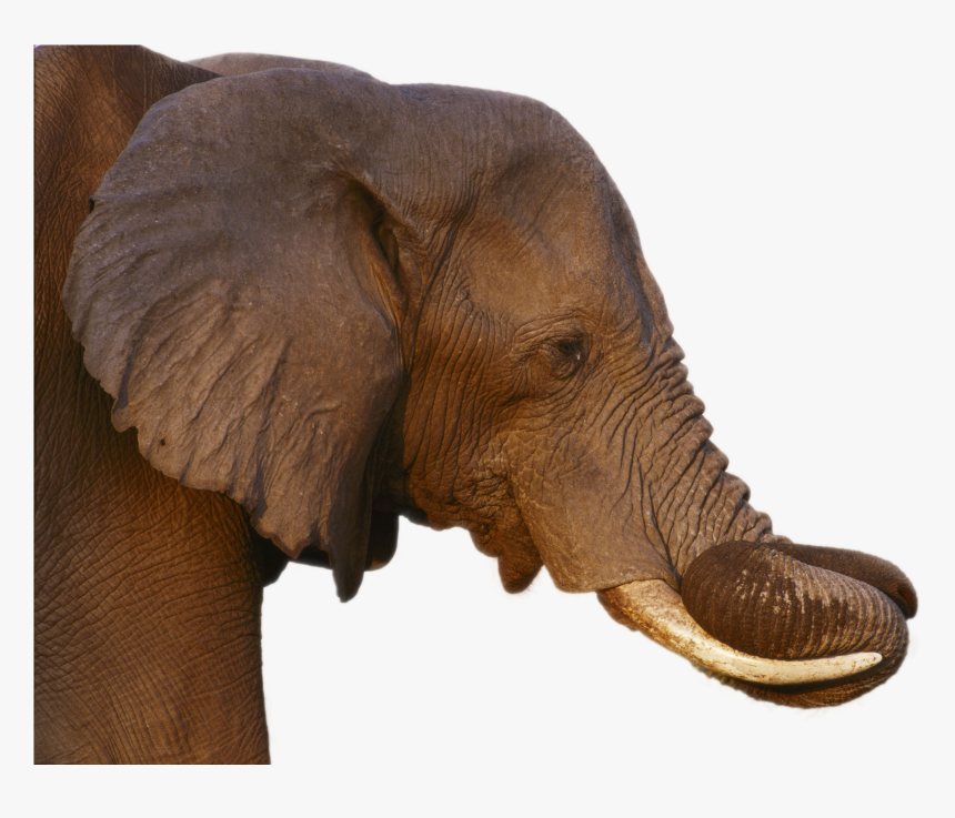 Elephant Png Image - Elephant, Transparent Png, Free Download