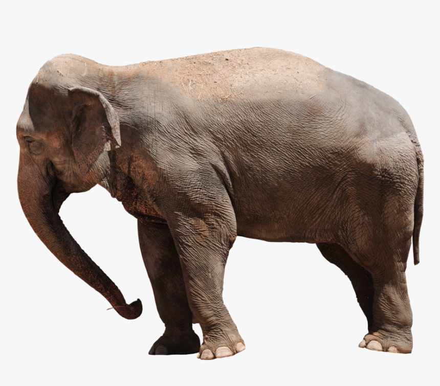 Elephant Png Transparent - Gift Png Animales, Png Download, Free Download