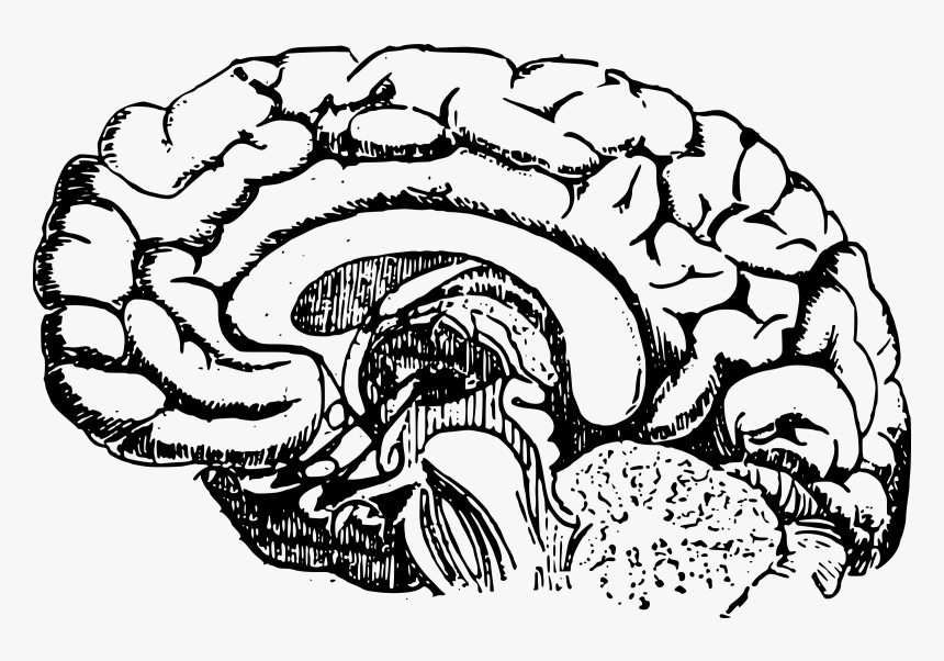 Clip Art Diagram Big Image Png - Brain Development Black And White, Transparent Png, Free Download