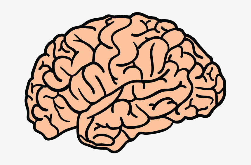 Brain Png, Transparent Png, Free Download