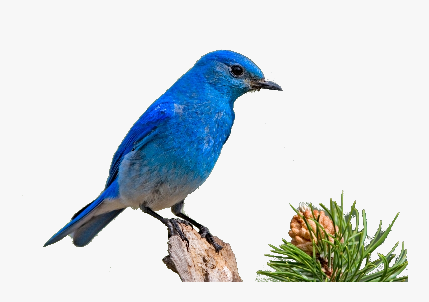 Blue Bird Png, Transparent Png, Free Download