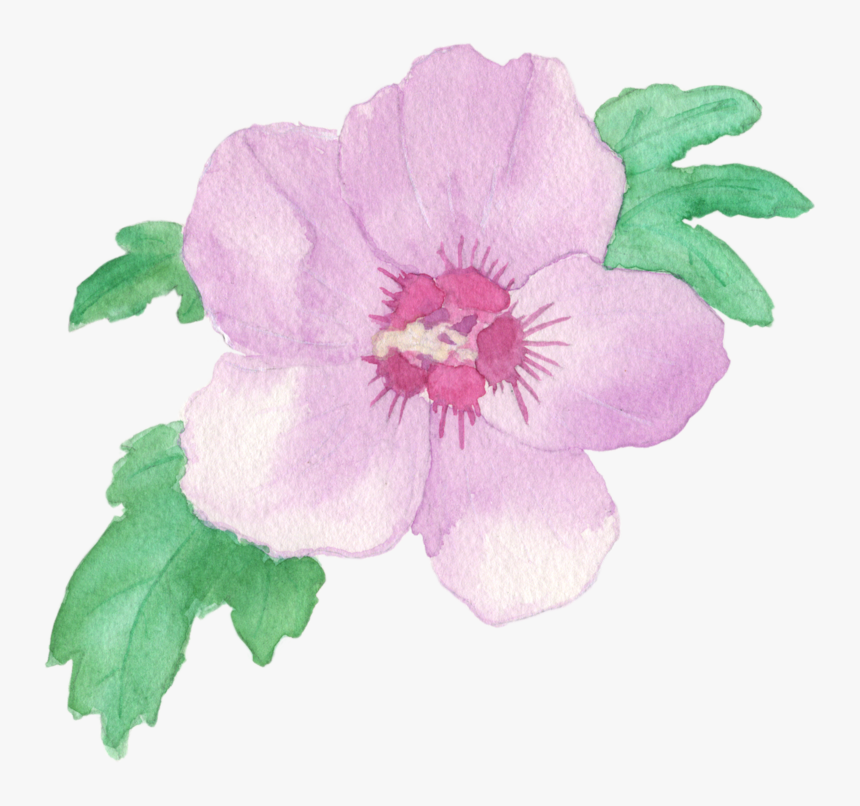 Watercolorros V2 - Rose Of Sharon Design, HD Png Download, Free Download