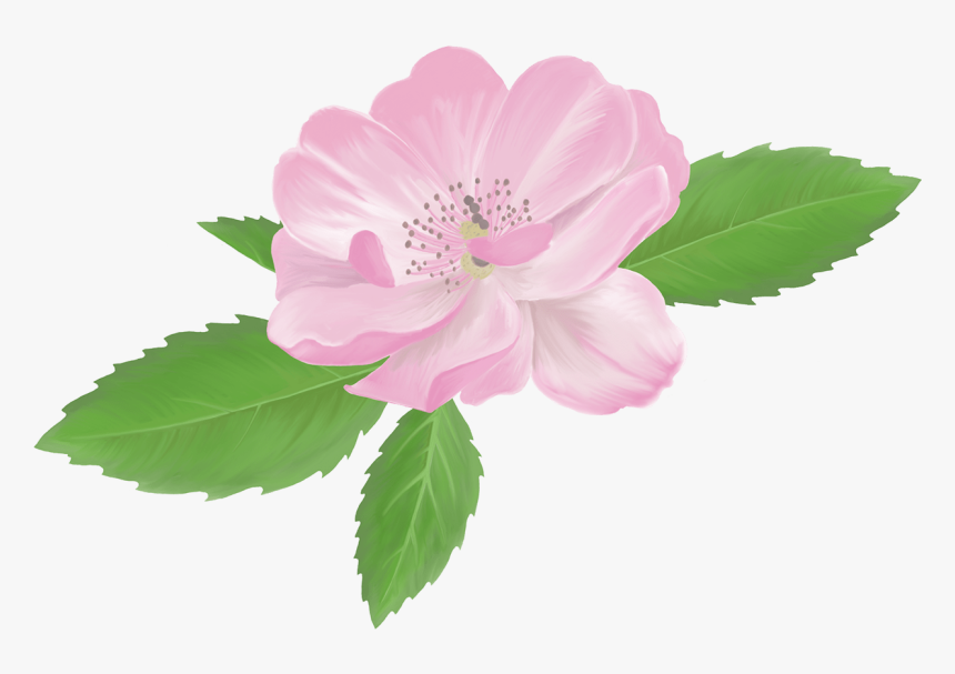 Rosa Canina, HD Png Download, Free Download