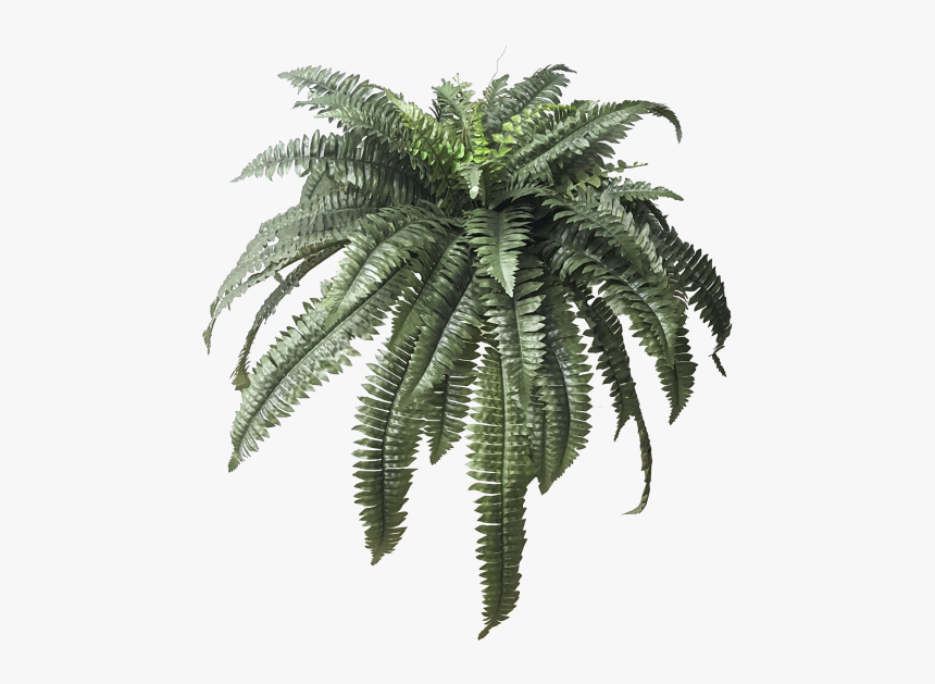 Thumb Image - Boston Fern Plant Png, Transparent Png, Free Download