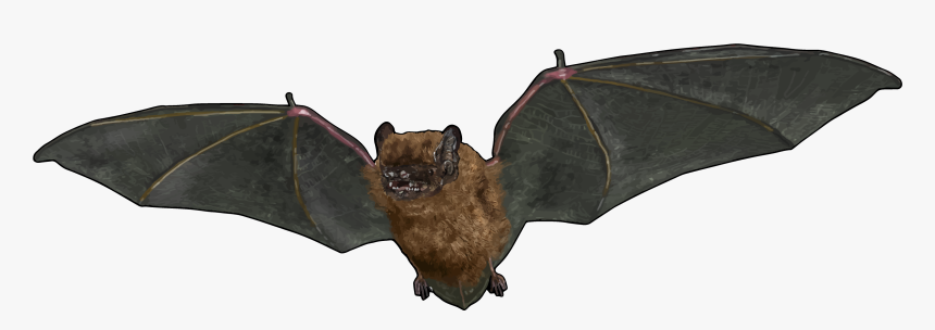 Common Pipistrelle, HD Png Download, Free Download