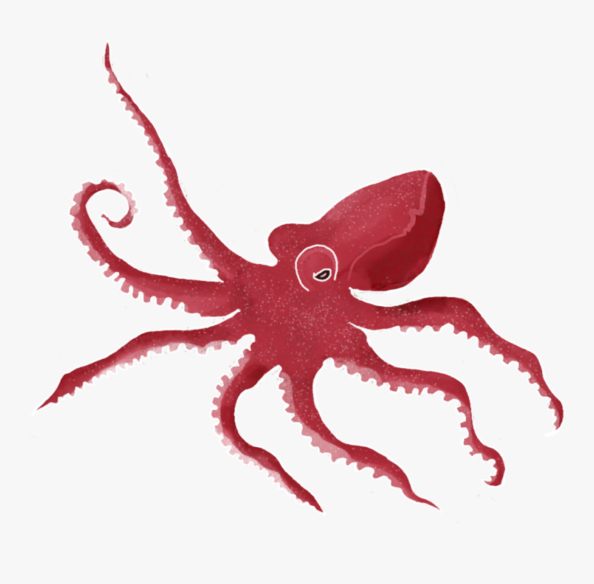 Octopus Hd Png Download Kindpng