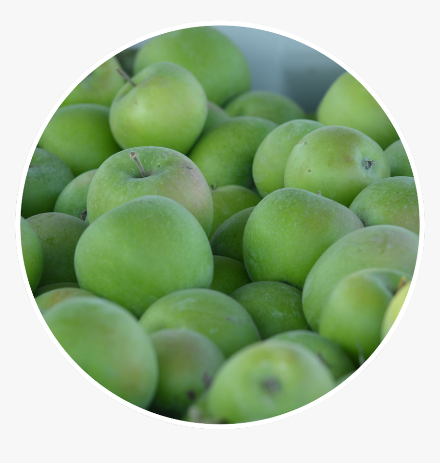 Greengage, HD Png Download, Free Download