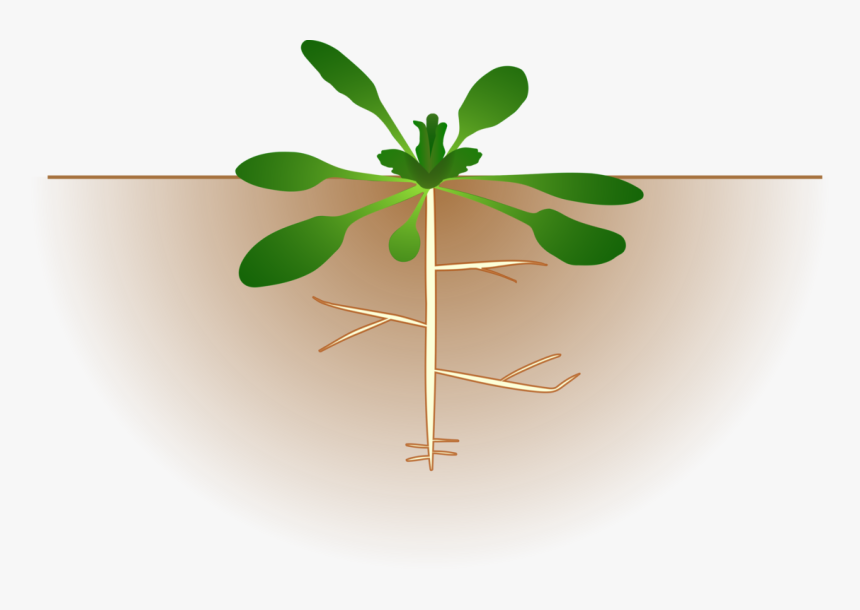 Plant,leaf,flowerpot - Cartoon Plant With Roots, HD Png Download, Free Download