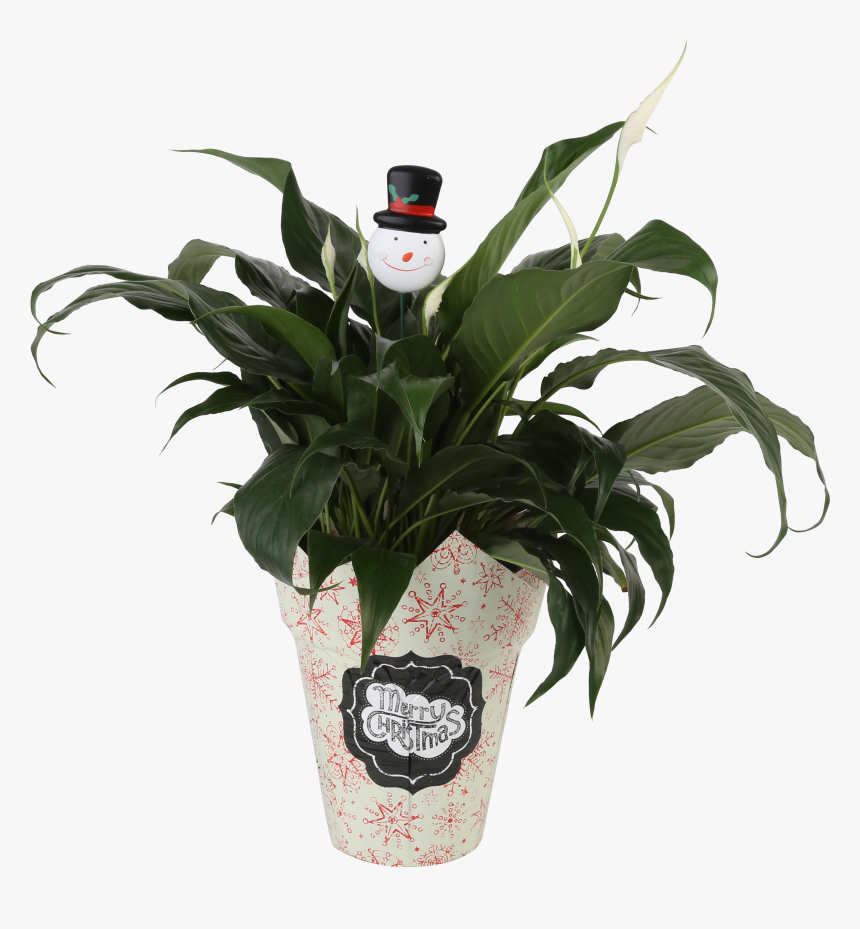 Outdoor Potted Plants Png, Transparent Png, Free Download