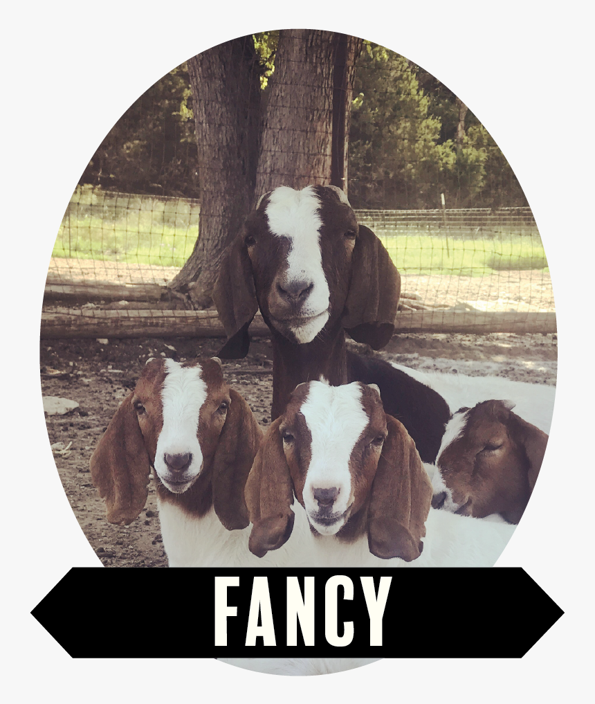 Fancy Don’t Let Me Down She Is One Fancy Gal That Keeps - Working Animal, HD Png Download, Free Download