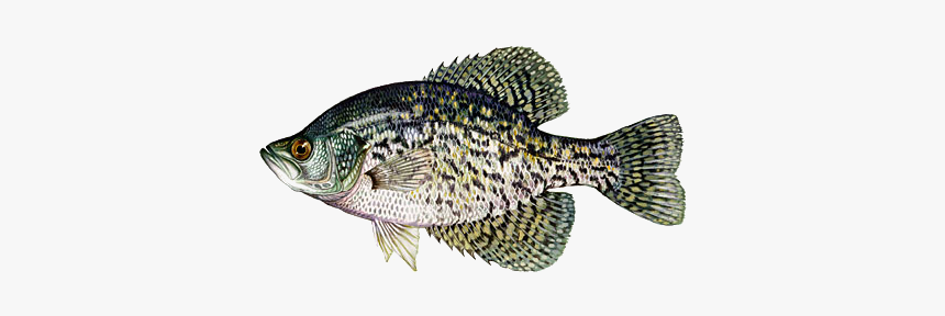 Black Crappie Fish, HD Png Download, Free Download