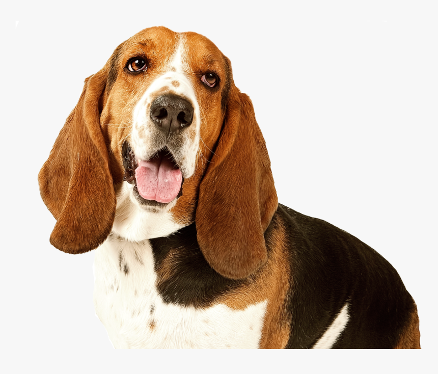 Basset Hound, HD Png Download, Free Download