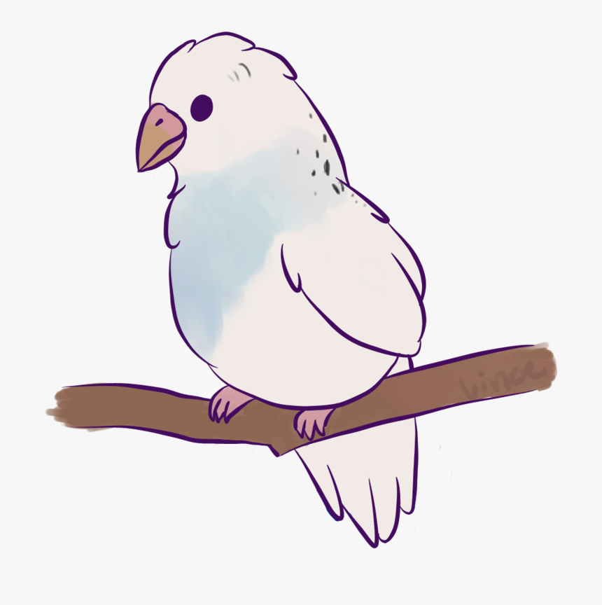 Clipart Freeuse Birb Drawing - Budgie, HD Png Download, Free Download