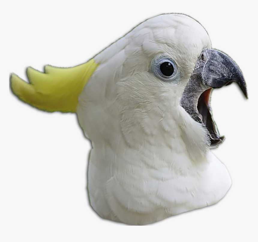 Chicken Meme Png, Transparent Png, Free Download