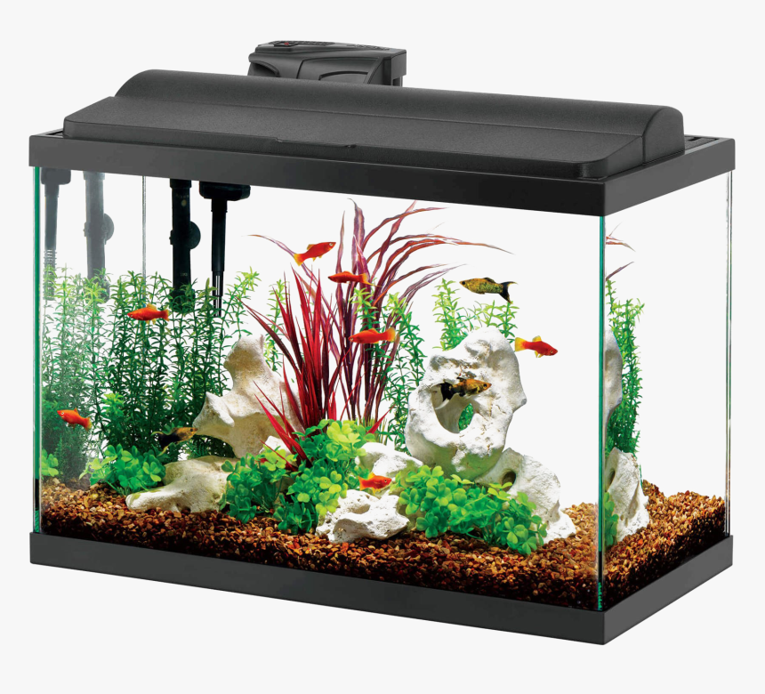 Aquarium Fish Tank Png - 20 30 Gallon Fish Tank, Transparent Png, Free Download