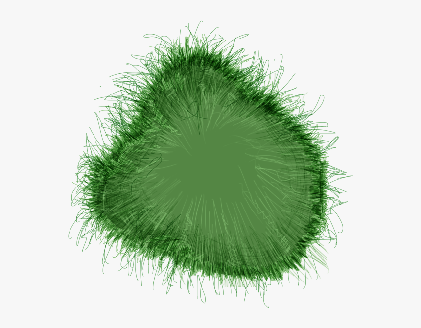 Grass - Chlorophyta, HD Png Download, Free Download
