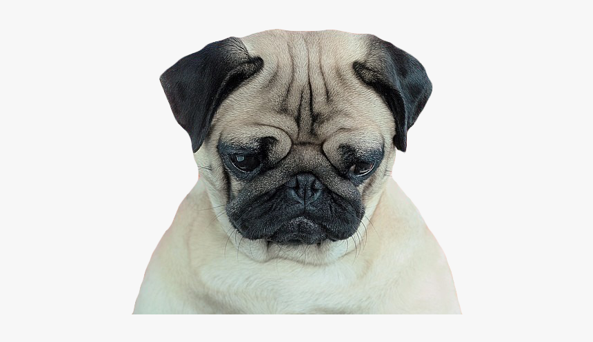 Transparent/sticker Blg
soft Grunge Blg - Pug Sad, HD Png Download, Free Download