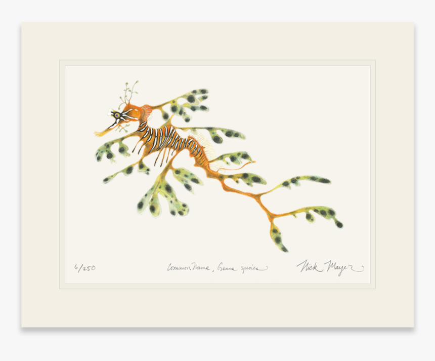 Leafy Seadragon - Jaguar, HD Png Download, Free Download