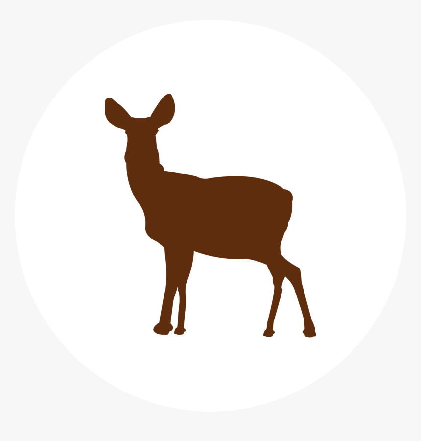 Roe Deer, HD Png Download, Free Download