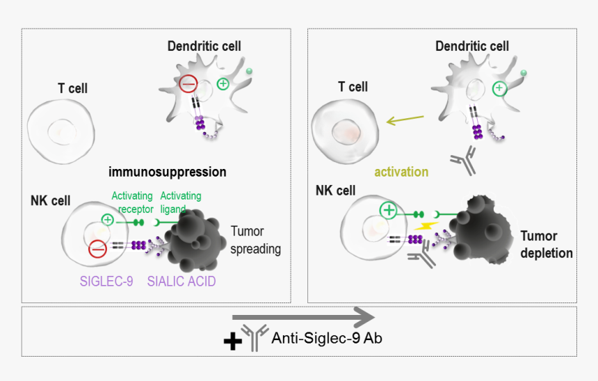 Moa Siglec-9 - Siglec Inhibitor, HD Png Download, Free Download