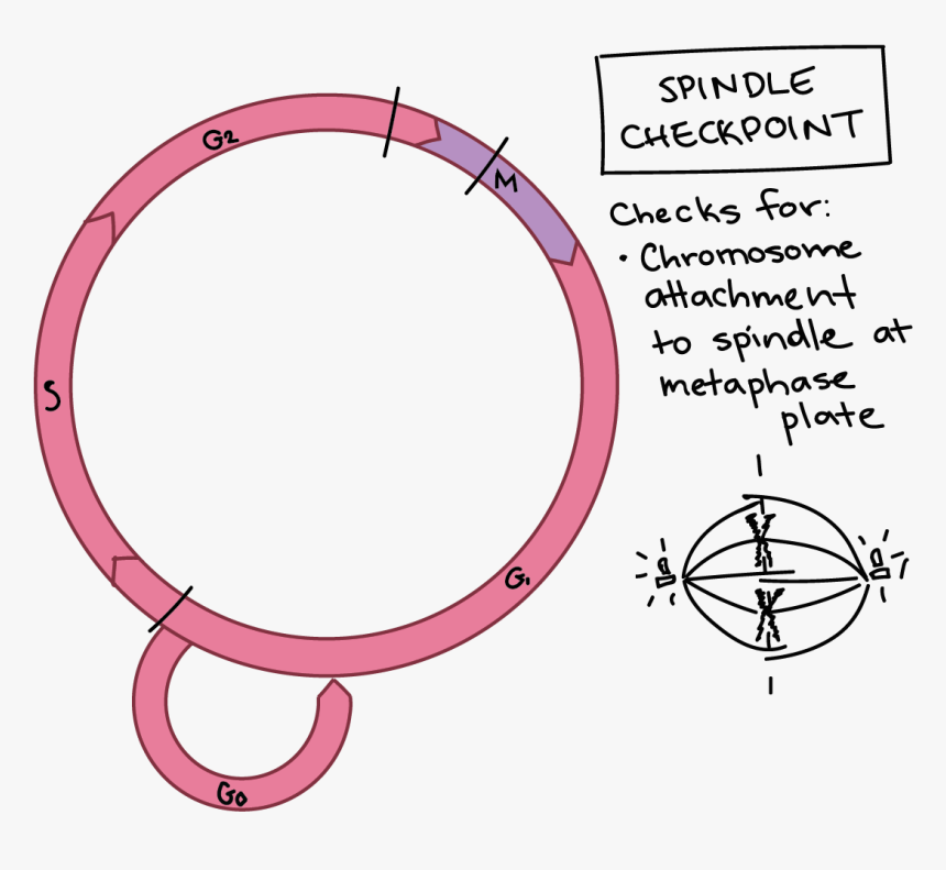 Cell Cycle Checkpoint, HD Png Download, Free Download