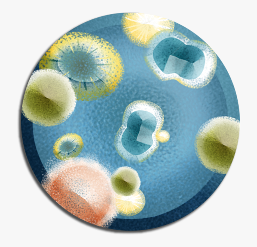 Fungal Antibodies - Circle, HD Png Download, Free Download