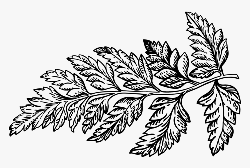 Dc Leaf - Illustration, HD Png Download, Free Download