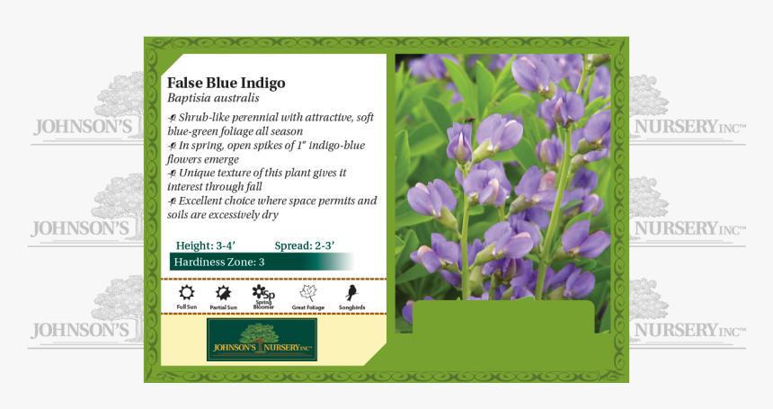 False Blue Indigo, Blue Wild Indigo, Wild Blue Indigo, - American Hornbeam, HD Png Download, Free Download