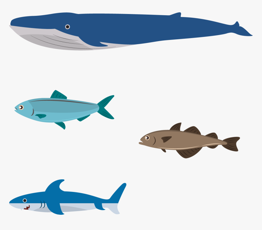 Flat Design Illustration - Flat Design Aquatic Animals, HD Png Download, Free Download