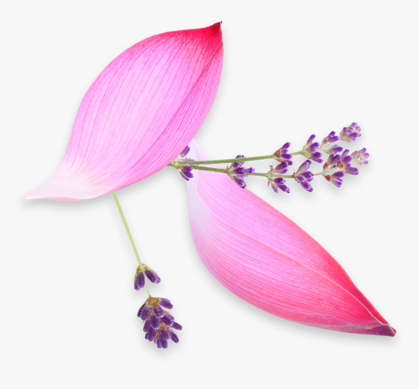 Artificial Flower, HD Png Download, Free Download