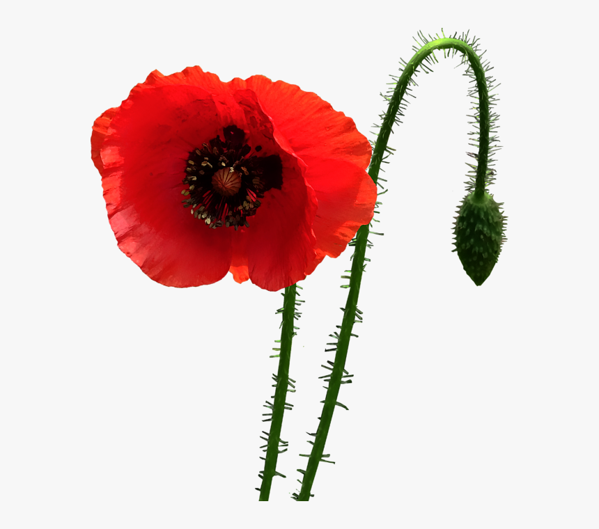 Corn Poppy, HD Png Download, Free Download