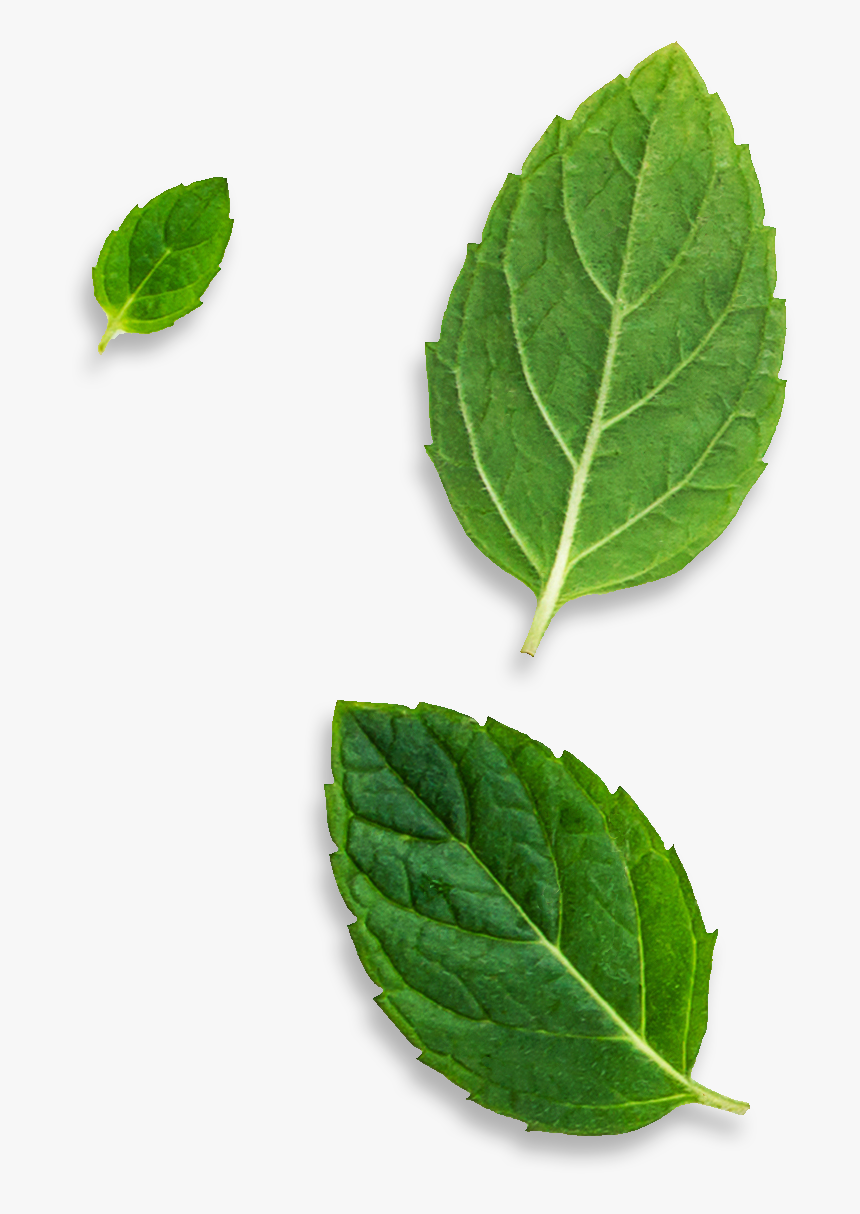 Bud , Png Download - Ilex Verticillataamerican Winterberry, Transparent Png, Free Download